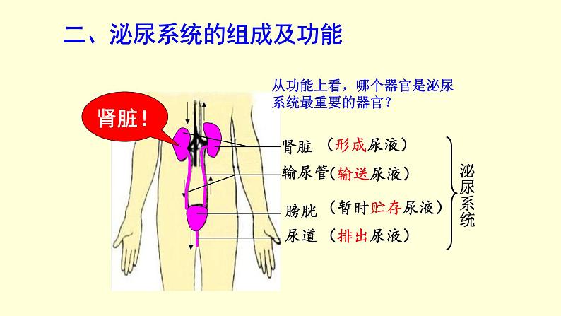 人教版七年级生物下册----4.5人体内废物的排出  课件第7页