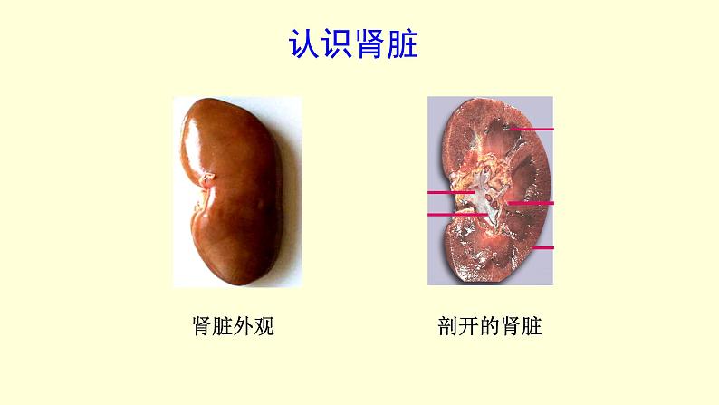 人教版七年级生物下册----4.5人体内废物的排出  课件第8页