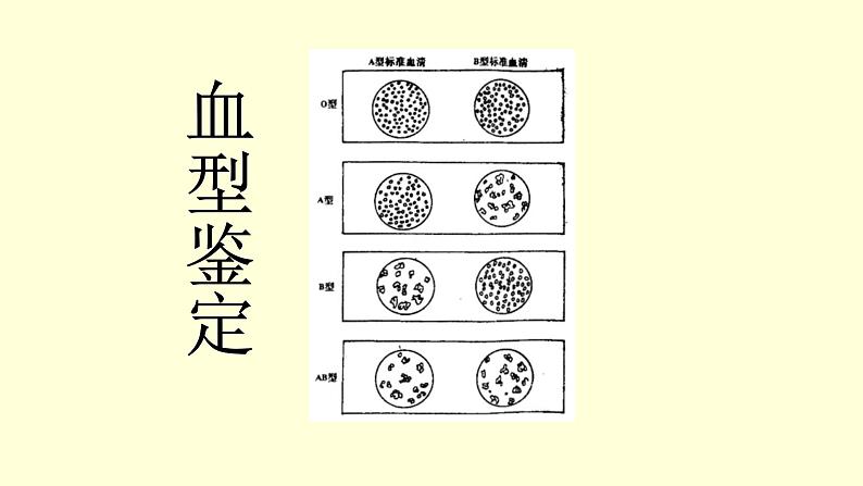 人教版七年级生物下册----4.4.4 输血与血型  课件06