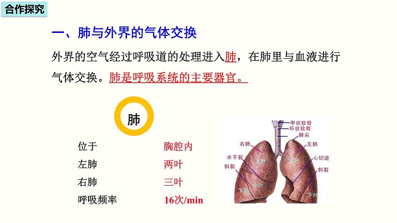 人教版七年级生物下册----4.3.2发生在肺内的气体交换 课件(共17张PPT)第4页