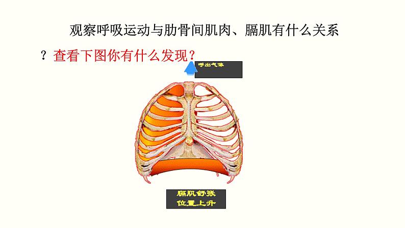 人教版七年级生物下册----4.3.2发生在肺内的气体交换 课件(共17张PPT)第5页