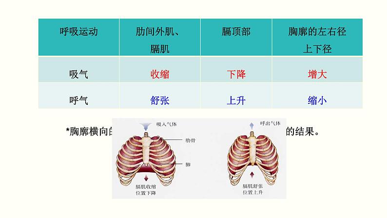 人教版七年级生物下册----4.3.2发生在肺内的气体交换 课件(共17张PPT)第6页