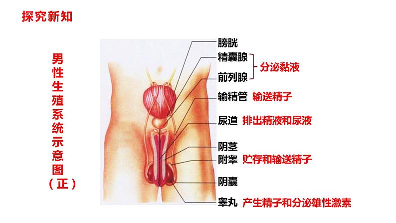 人教版七年级生物下册----4.1.2 人的生殖课件04