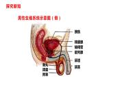 人教版七年级生物下册----4.1.2 人的生殖课件