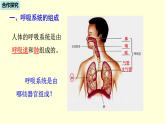 人教版七年级生物下册----4.3.1呼吸道对空气的处理  课件