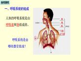 人教版七年级生物下册----4.3.1呼吸道对空气的处理  课件