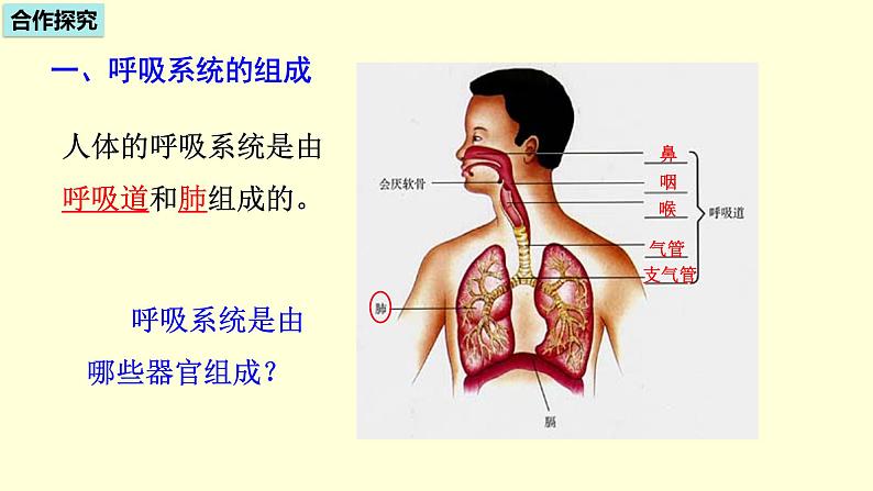 人教版七年级生物下册----4.3.1呼吸道对空气的处理  课件04