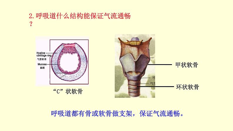 人教版七年级生物下册----4.3.1呼吸道对空气的处理  课件06