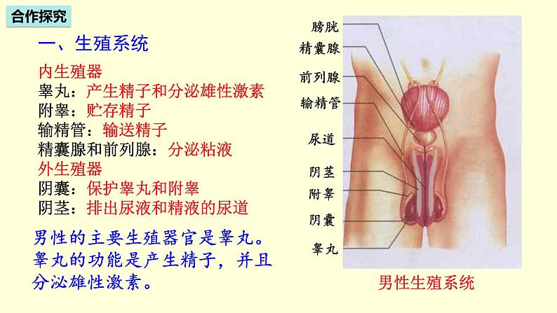 人教版七年级生物下册----4.1.2  人的生殖  课件第4页