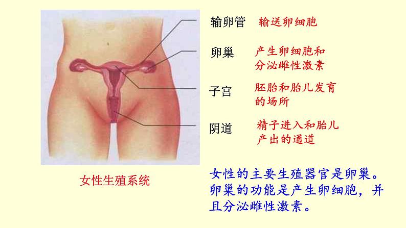 人教版七年级生物下册----4.1.2  人的生殖  课件第5页