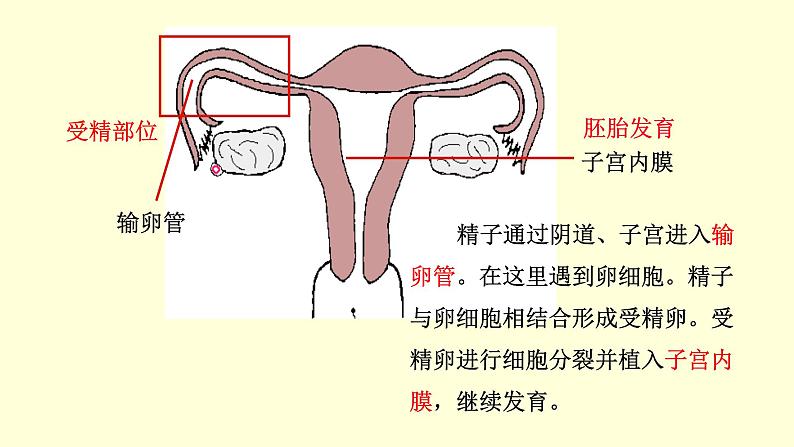 人教版七年级生物下册----4.1.2  人的生殖  课件第7页