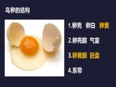 鸟的生殖和发育8张课件PPT
