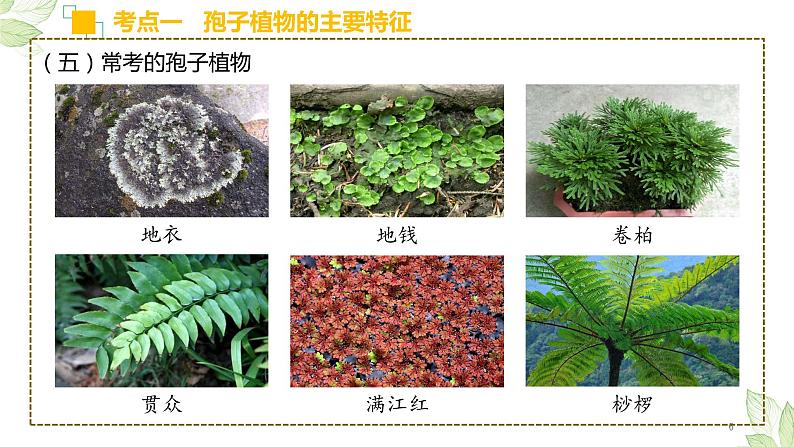 专题04 生物圈中有哪些绿色植物（上课用课件）-【过一轮】2022年中考生物一轮复习课件精讲与习题精练06