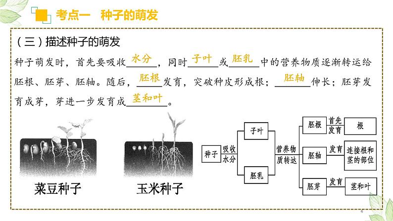 专题05 被子植物的一生（上课用课件）-【过一轮】2022年中考生物一轮复习课件精讲与习题精练第4页