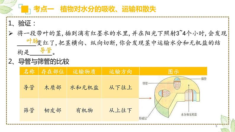 专题06 绿色植物与生物圈的水循环（上课用课件）-【过一轮】2022年中考生物一轮复习课件精讲与习题精练05