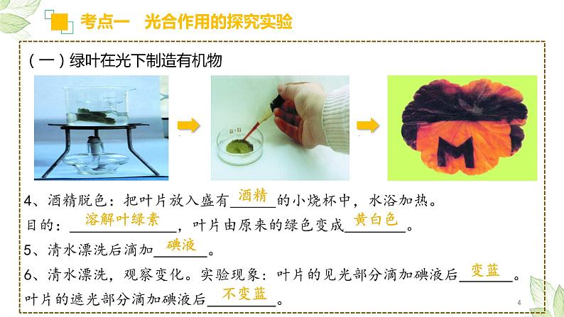 专题07 绿色植物的光合作用（上课用课件）-【过一轮】2022年中考生物一轮复习课件精讲与习题精练第4页