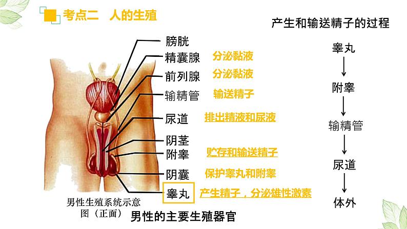 专题09 人的由来（上课用课件）-【过一轮】2022年中考生物一轮复习课件精讲与习题精练08