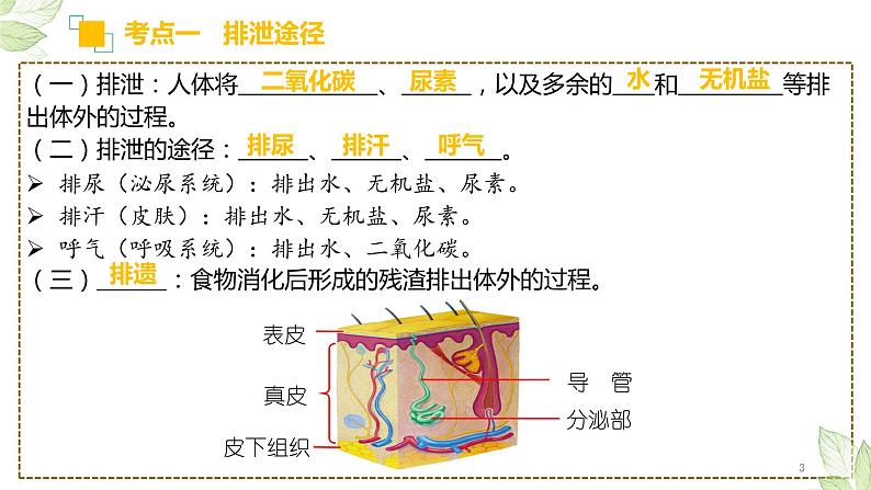 专题13 人体内废物的排出（上课用课件）-【过一轮】2022年中考生物一轮复习课件精讲与习题精练第3页