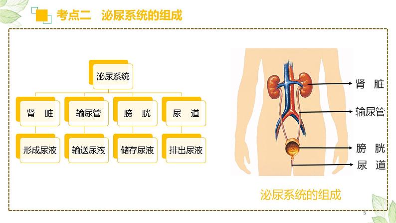 专题13 人体内废物的排出（上课用课件）-【过一轮】2022年中考生物一轮复习课件精讲与习题精练第5页