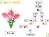 专题19 生物的生殖和发育（上课用课件）-【过一轮】2022年中考生物一轮复习课件精讲与习题精练