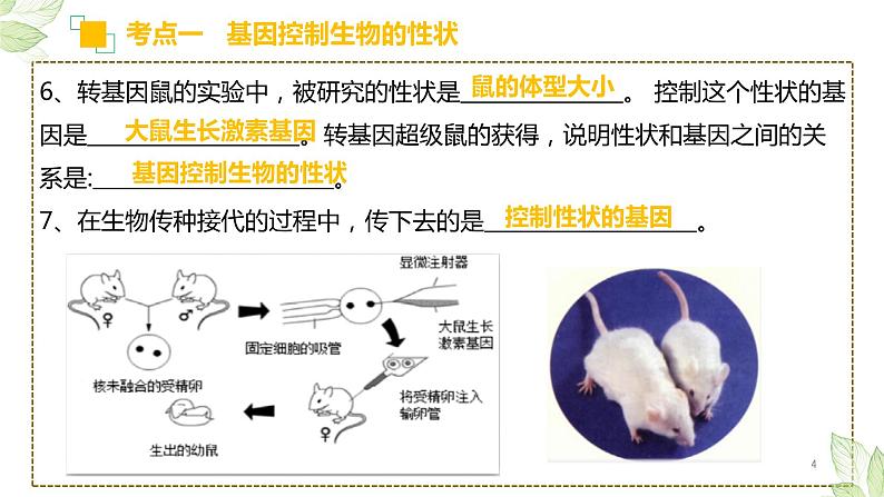 专题20 生物的遗传和变异（上课用课件）-【过一轮】2022年中考生物一轮复习课件精讲与习题精练04