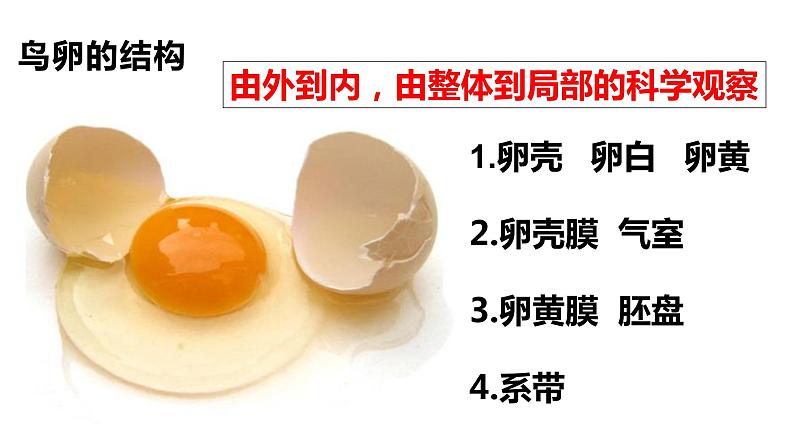 鸟的生殖和发育18张课件PPT第5页