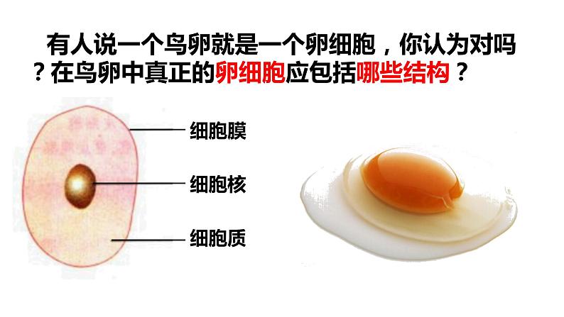 鸟的生殖和发育18张课件PPT第6页