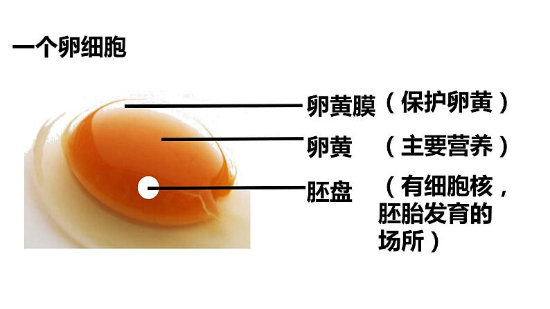 鸟的生殖和发育18张课件PPT第7页