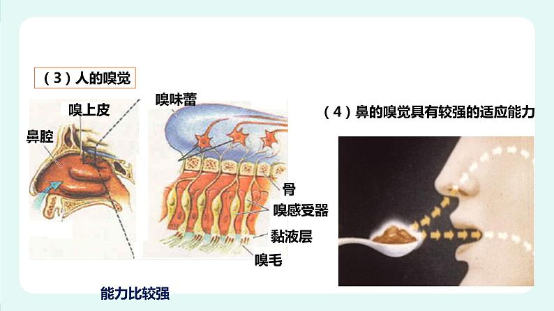 10.2人体细胞获得氧气的过程（1）-课件第6页