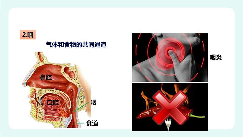 10.2人体细胞获得氧气的过程（1）-课件第7页