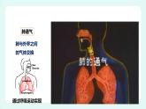 10.2人体细胞获得氧气的过程（2）（课件+教案+练习+学案）