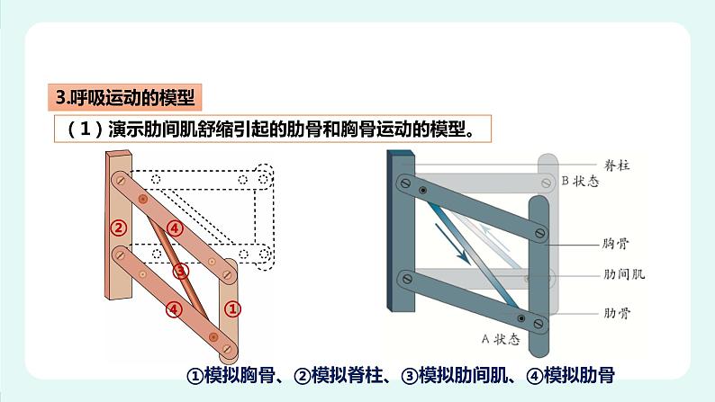 10.2人体获得氧气的过程（2）-课件第7页