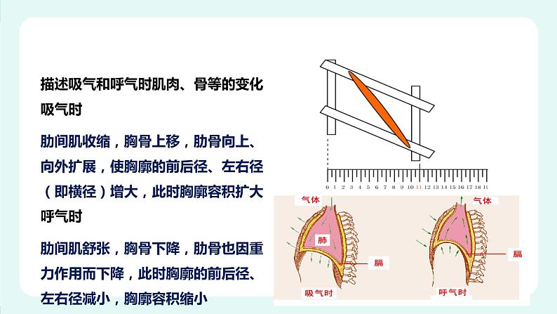 10.2人体获得氧气的过程（2）-课件第8页