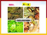 第6单元 生物与环境 第1章 生物与环境的相互作用 第2节 生物对环境的适应和影响课件PPT