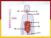 第9章 人的食物来自环境 第2节 人体的消化和吸收课件PPT