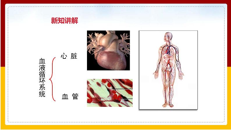 第10章 人体的物质运输和能量供给 第2节 人体的血液循环（1）课件PPT04