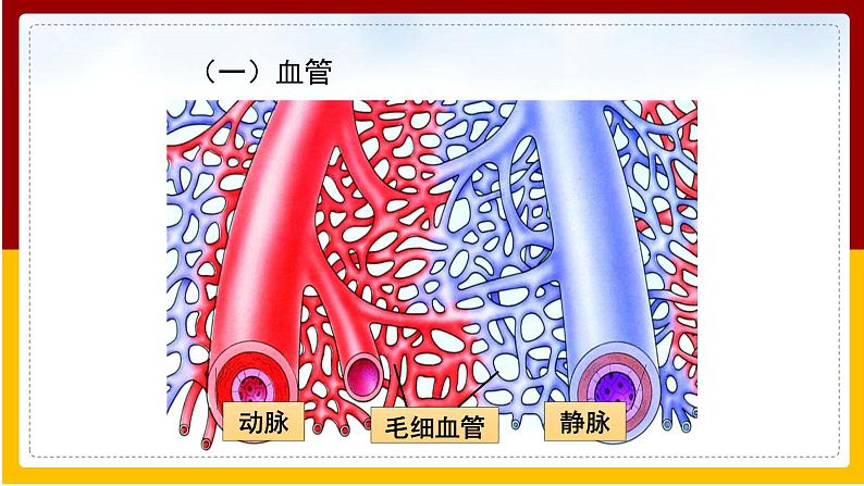 第10章 人体的物质运输和能量供给 第2节 人体的血液循环（1）课件PPT06