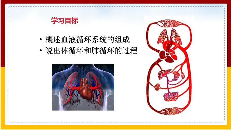 第10章 人体的物质运输和能量供给 第2节 人体的血液循环（2）课件PPT第2页