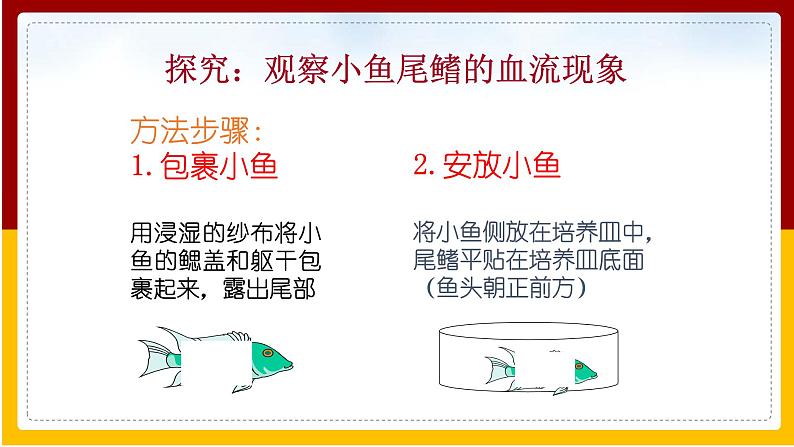 第10章 人体的物质运输和能量供给 第2节 人体的血液循环（2）课件PPT第5页