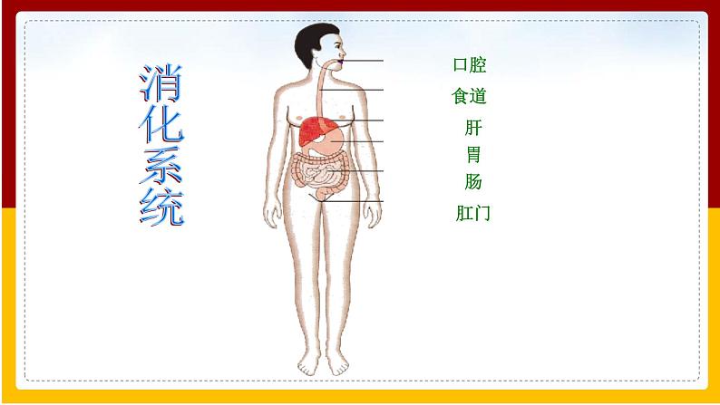 第9章 人的食物来自环境 第2节 人体的消化和吸收课件PPT第3页