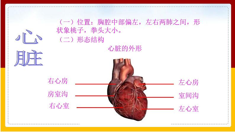 第10章 人体的物质运输和能量供给 第2节 人体的血液循环（1）课件PPT第5页