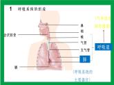 4.3.1呼吸道对空气的处理（课件+教案+练习+导学案）