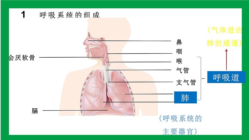4.3.1 呼吸道对空气的处理 课件第4页