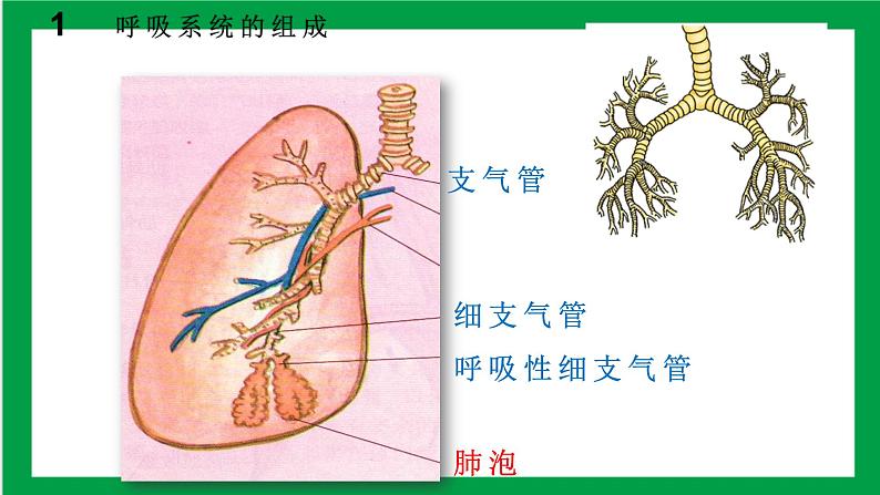 4.3.1 呼吸道对空气的处理 课件第5页