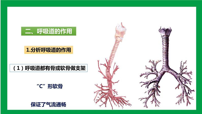 4.3.1 呼吸道对空气的处理 课件第6页