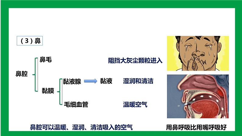 4.3.1 呼吸道对空气的处理 课件第8页
