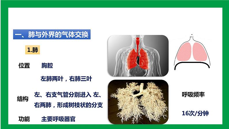 4.3.2发生在肺内的气体交换 课件第8页