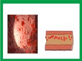 4.4.2血流的管道——血管（课件+教案+练习+导学案）