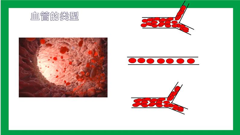 4.4.2血流的管道——血管 课件第5页