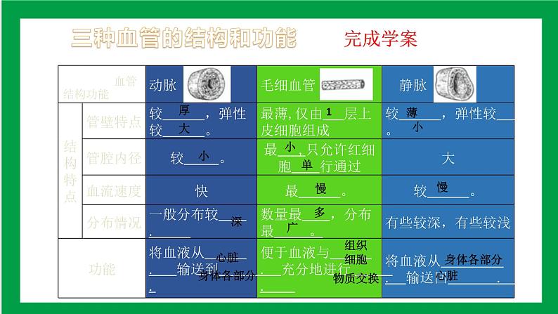 4.4.2血流的管道——血管 课件第7页